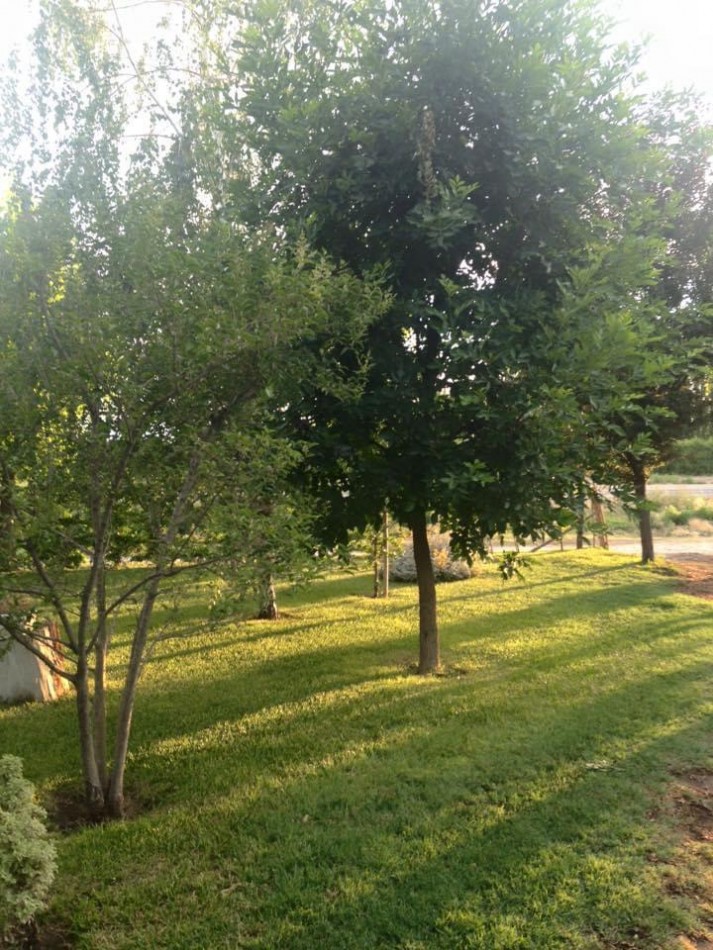 VENTA DE CASA QUINTA EN ALLEN