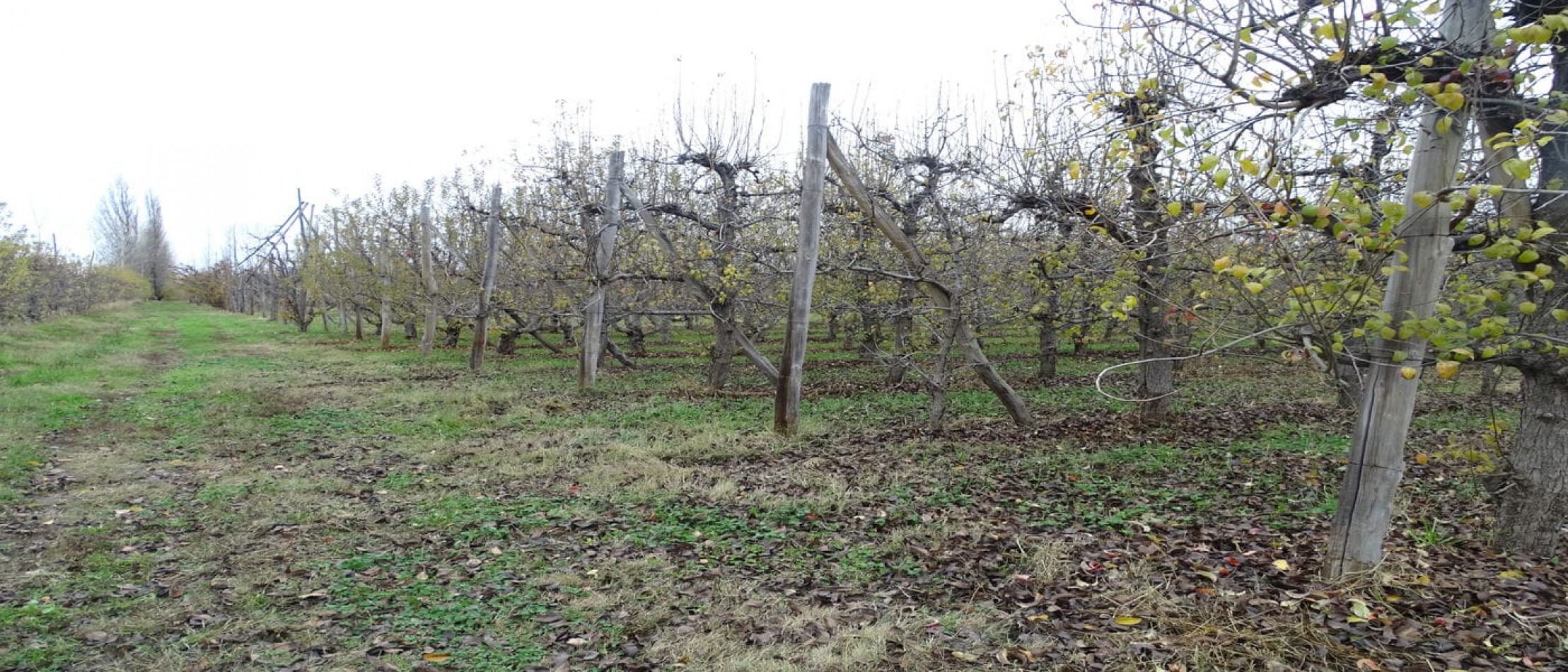 CHACRA EN VENTA - 9.15 HECT - GUERRICO - RIO NEGRO