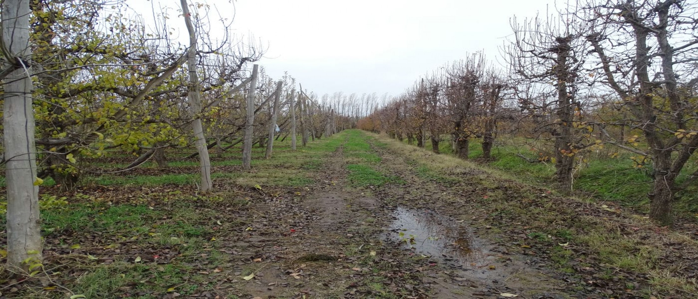 CHACRA EN VENTA - 9.15 HECT - GUERRICO - RIO NEGRO